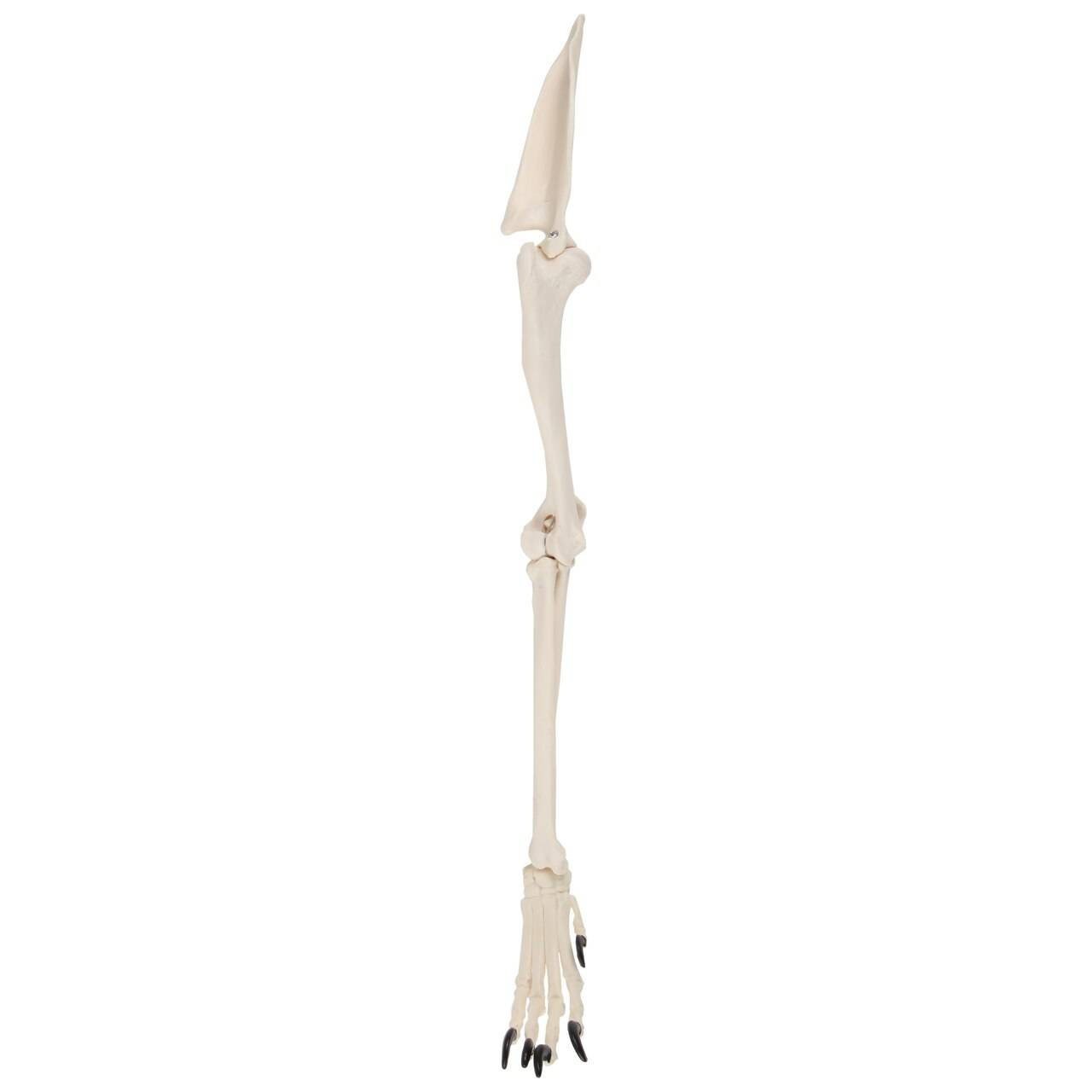 Axis Scientific Canine Forelimb with Scapula