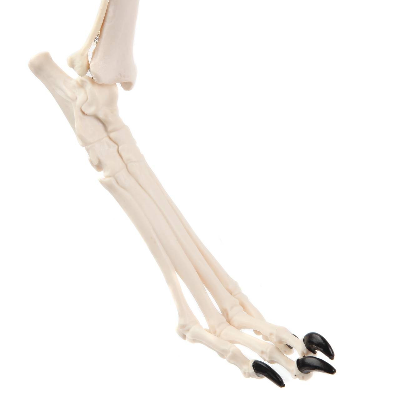 Axis Scientific Canine Hindlimb with Foot