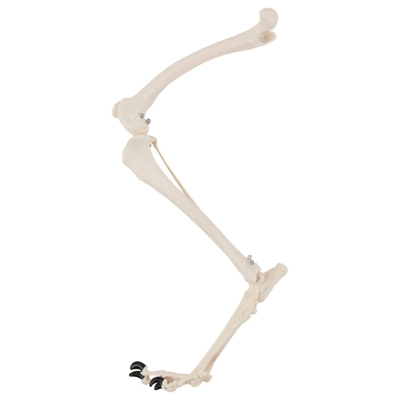 Axis Scientific Canine Hindlimb with Foot