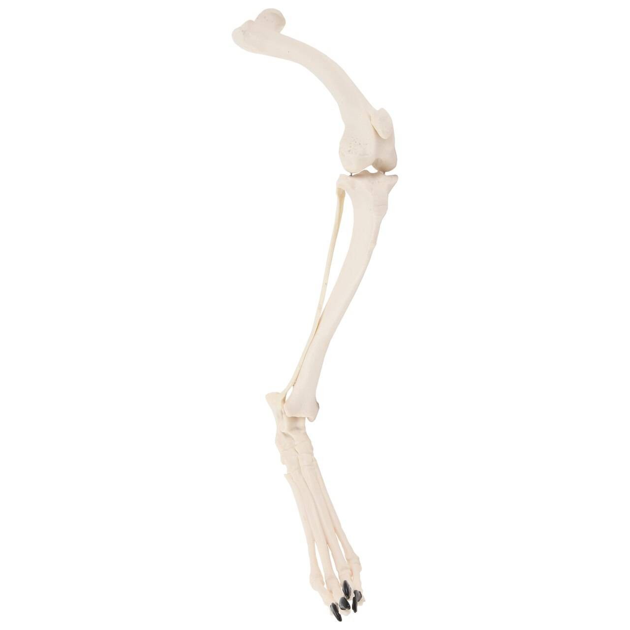 Axis Scientific Canine Hindlimb with Foot