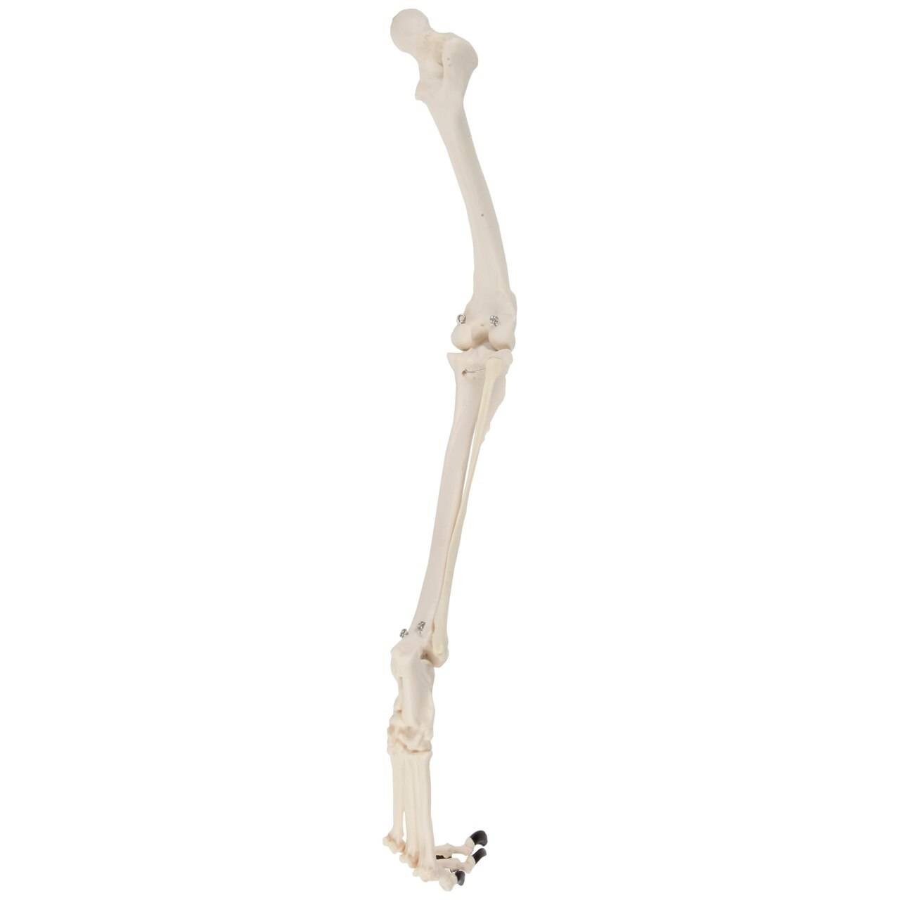 Axis Scientific Canine Hindlimb with Foot