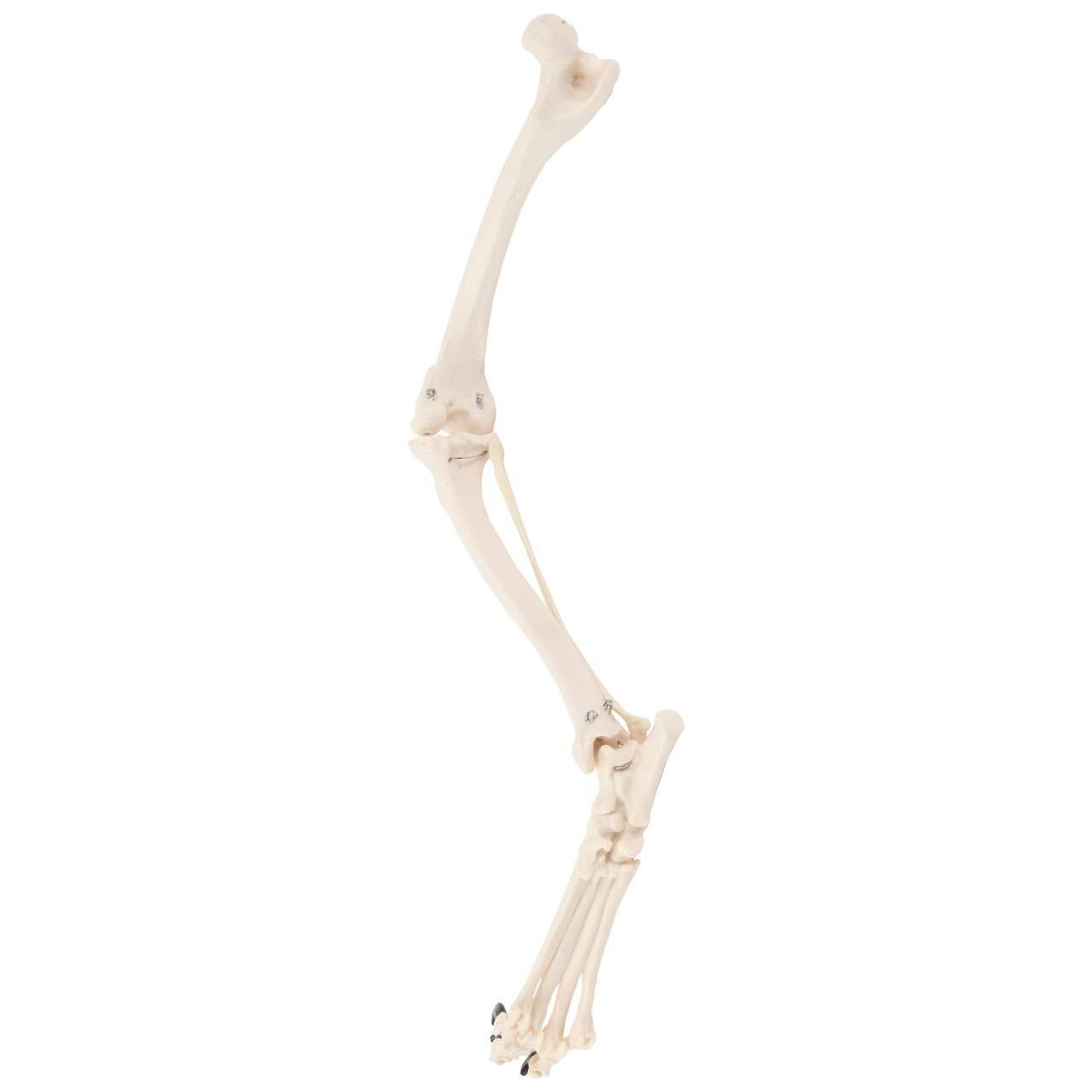 Axis Scientific Canine Hindlimb with Foot