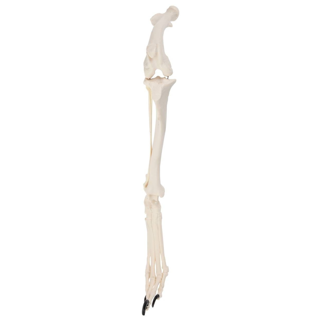 Axis Scientific Canine Hindlimb with Foot