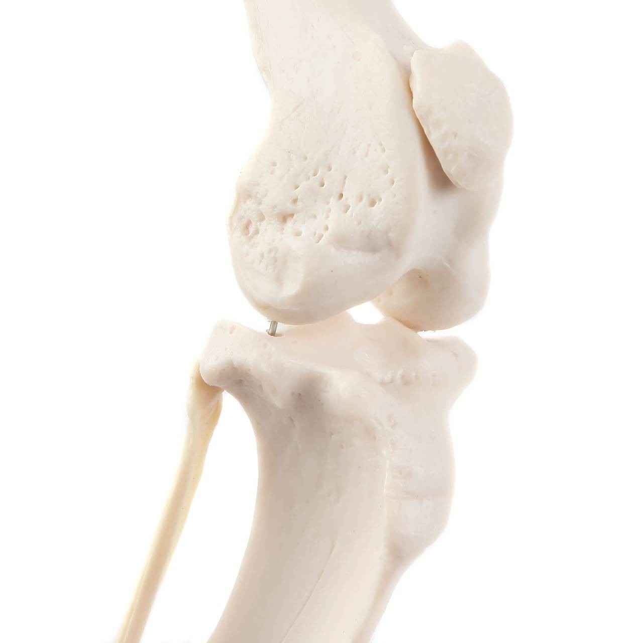 Axis Scientific Canine Hindlimb with Foot