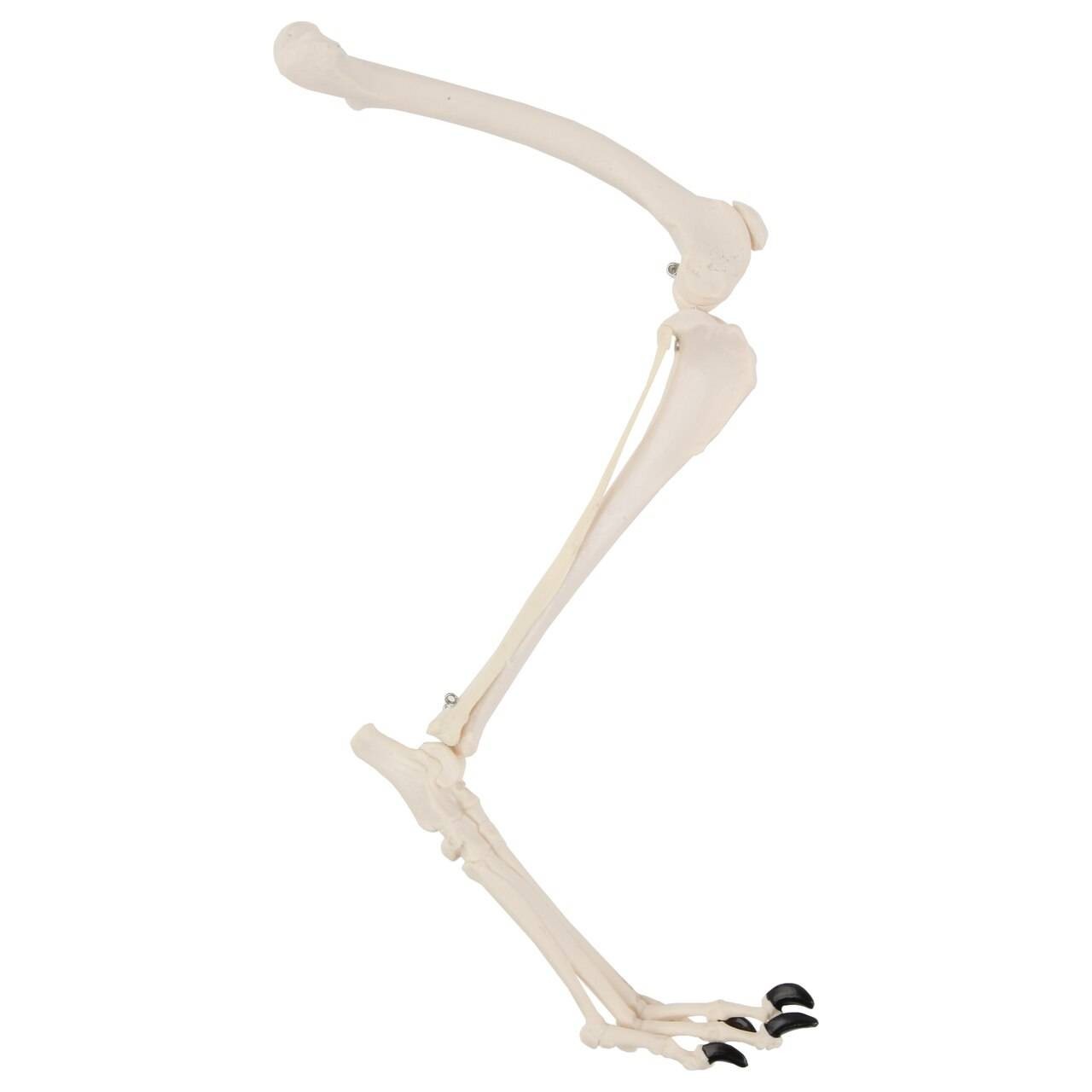 Axis Scientific Canine Hindlimb with Foot