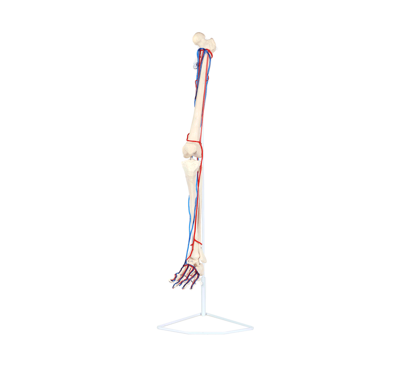 Axis Scientific Leg Skeleton with Vasculature Anatomy Model