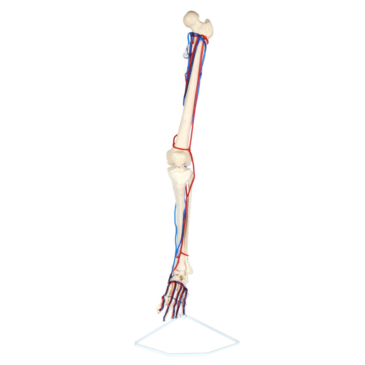 Axis Scientific Leg Skeleton with Vasculature Anatomy Model