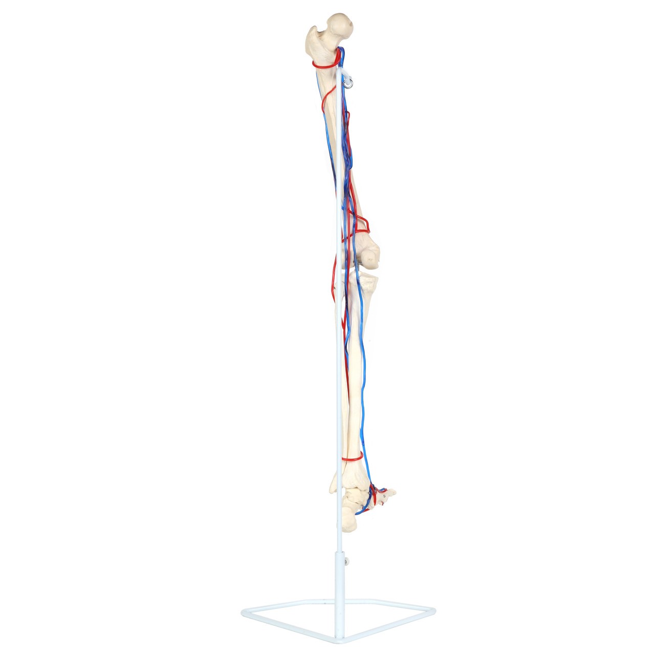 解剖学㊤㊦ Axis Scientific Leg Skeleton with Vasculature Anatomy Model