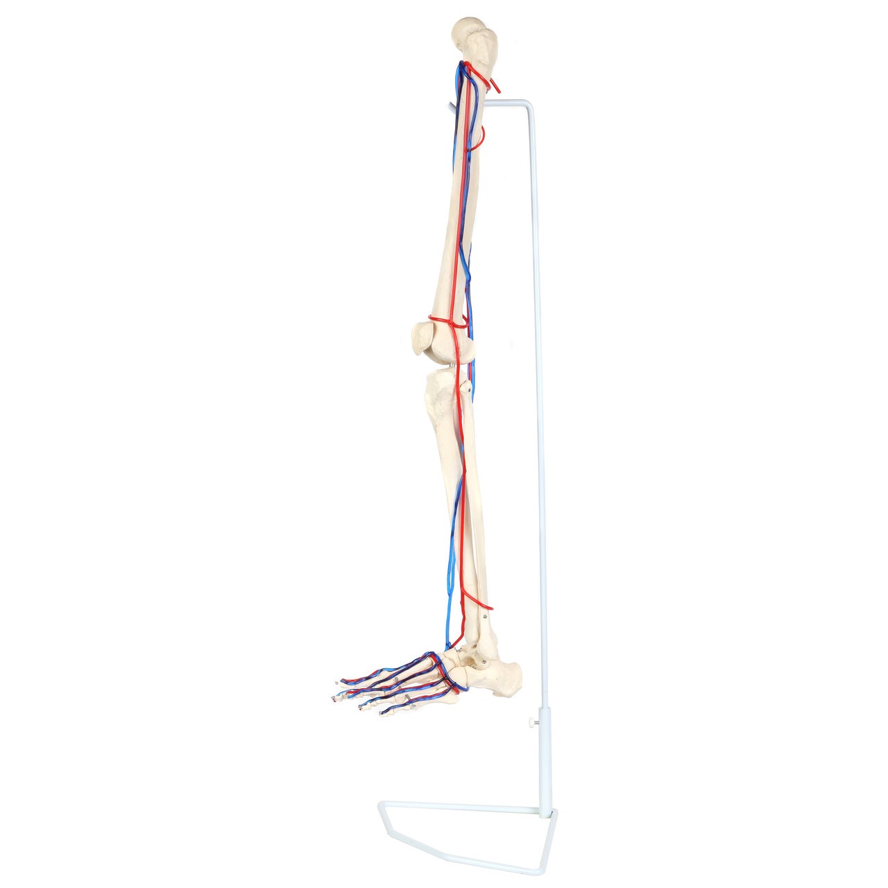Axis Scientific Leg Skeleton with Vasculature Anatomy Model