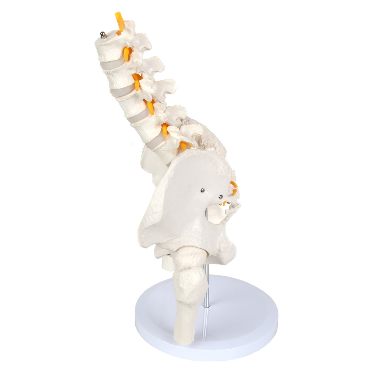 Axis Scientific Male Pelvis with Femur Heads and Lumbar Vertebrae Anatomy Model