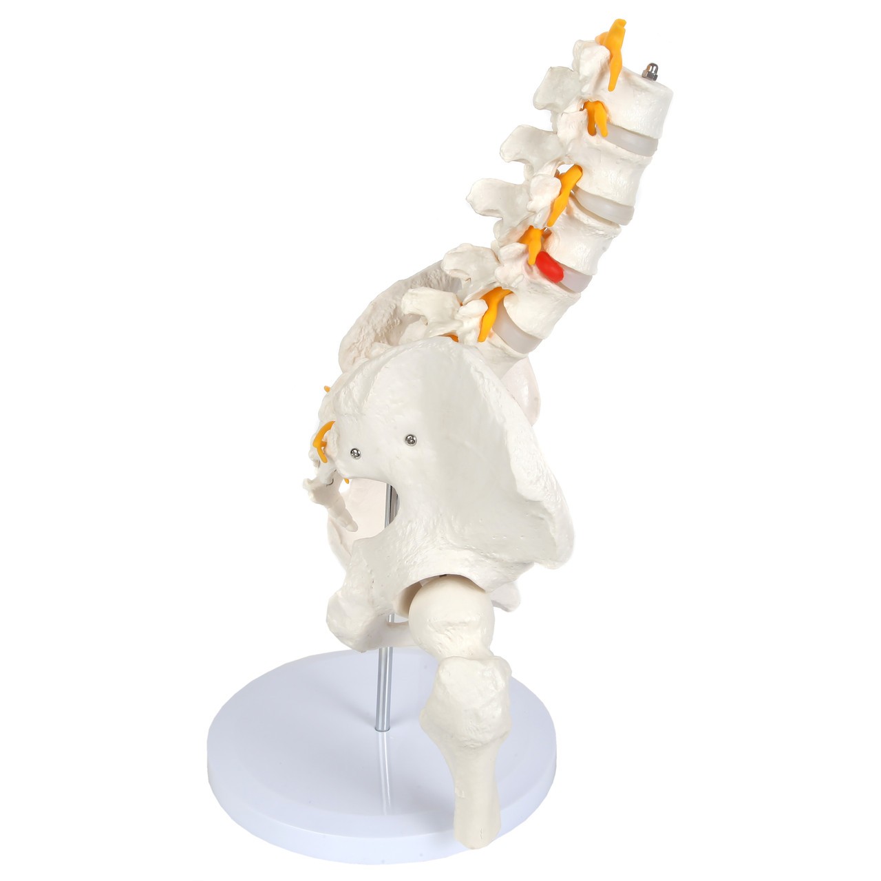Axis Scientific Male Pelvis with Femur Heads and Lumbar Vertebrae Anatomy Model