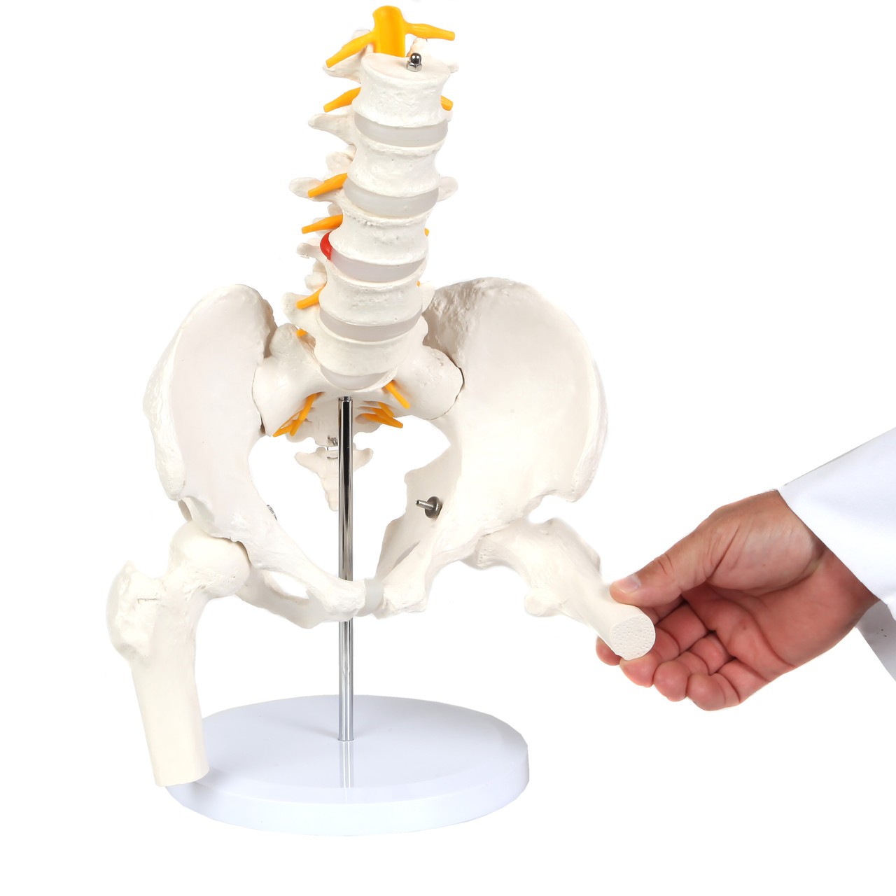 Axis Scientific Male Pelvis with Femur Heads and Lumbar Vertebrae Anatomy Model