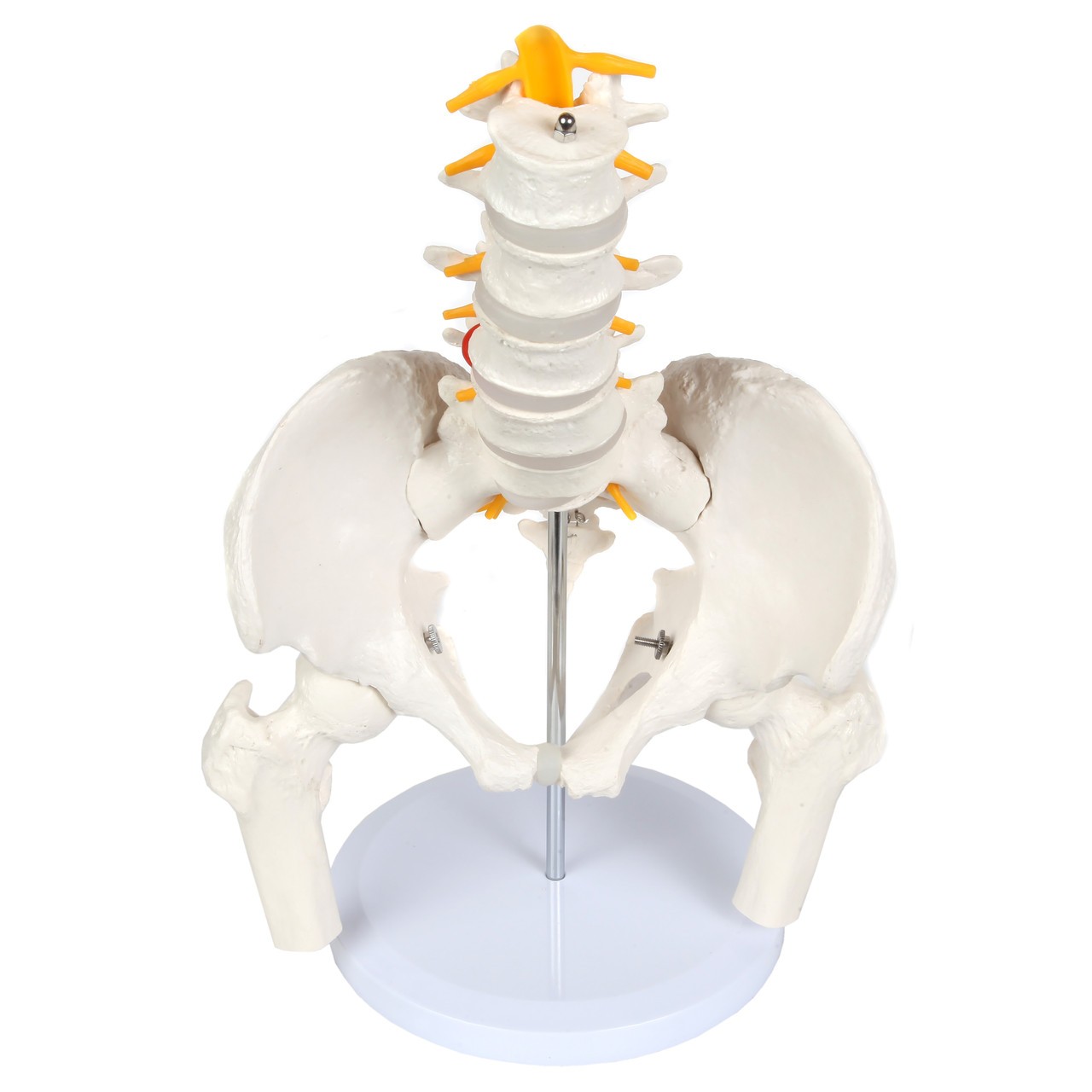 Axis Scientific Male Pelvis with Femur Heads and Lumbar Vertebrae Anatomy Model