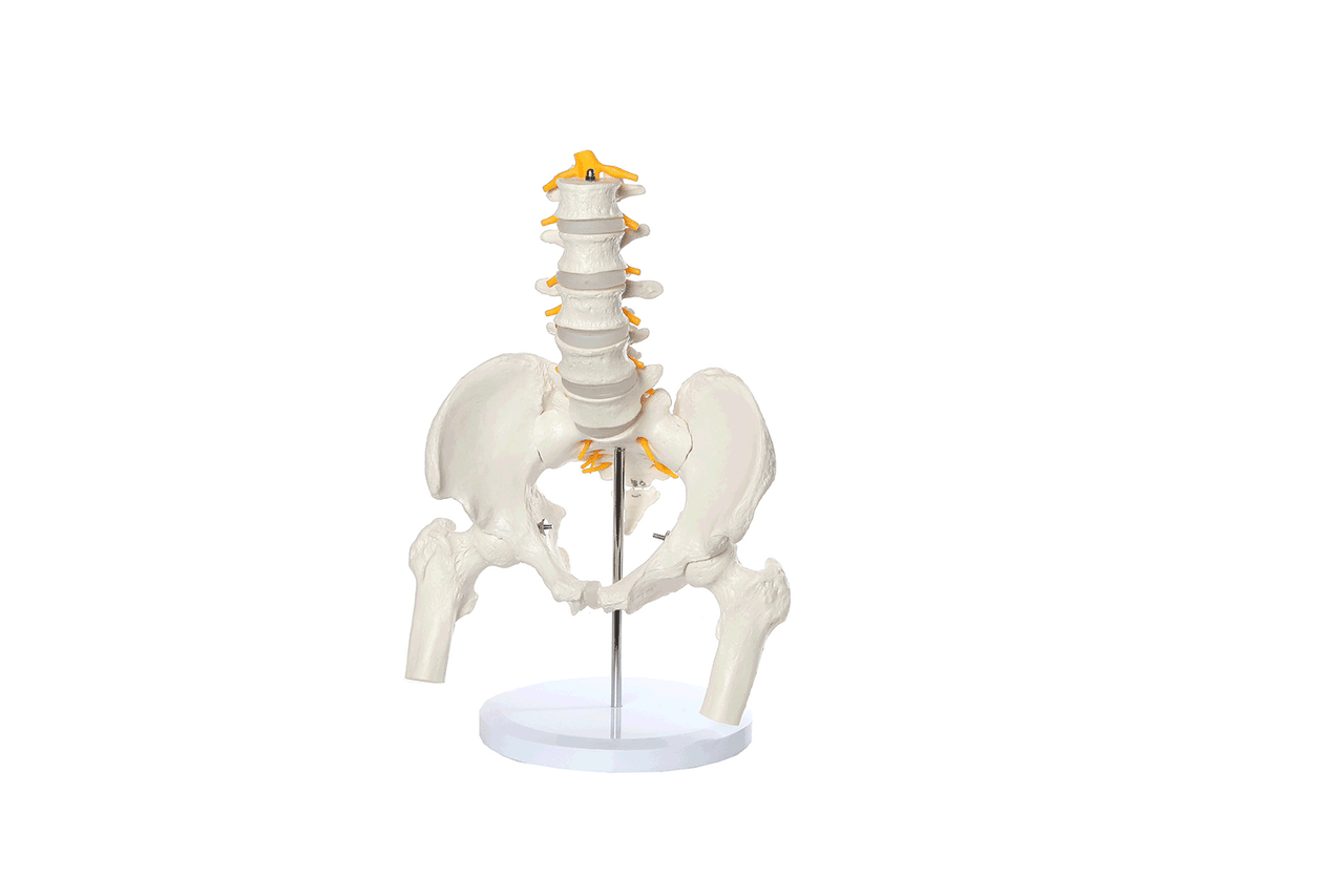 Axis Scientific Male Pelvis with Femur Heads and Lumbar Vertebrae Anatomy Model