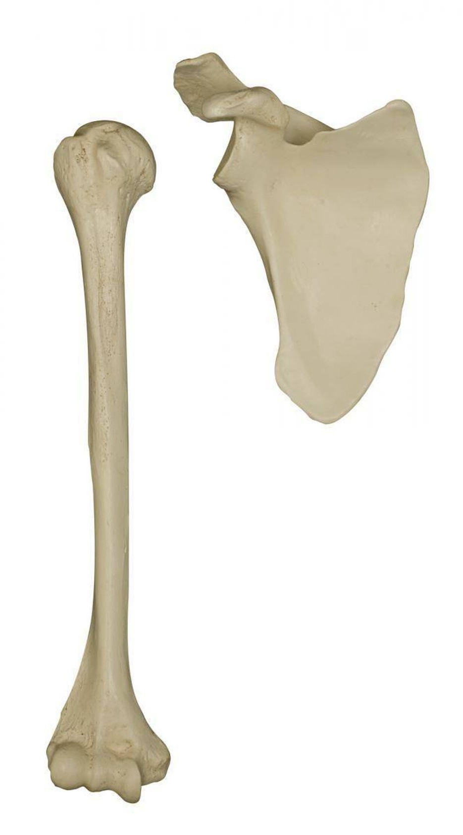 Rudiger Anatomie Premium Complete Disarticulated Female Skeleton