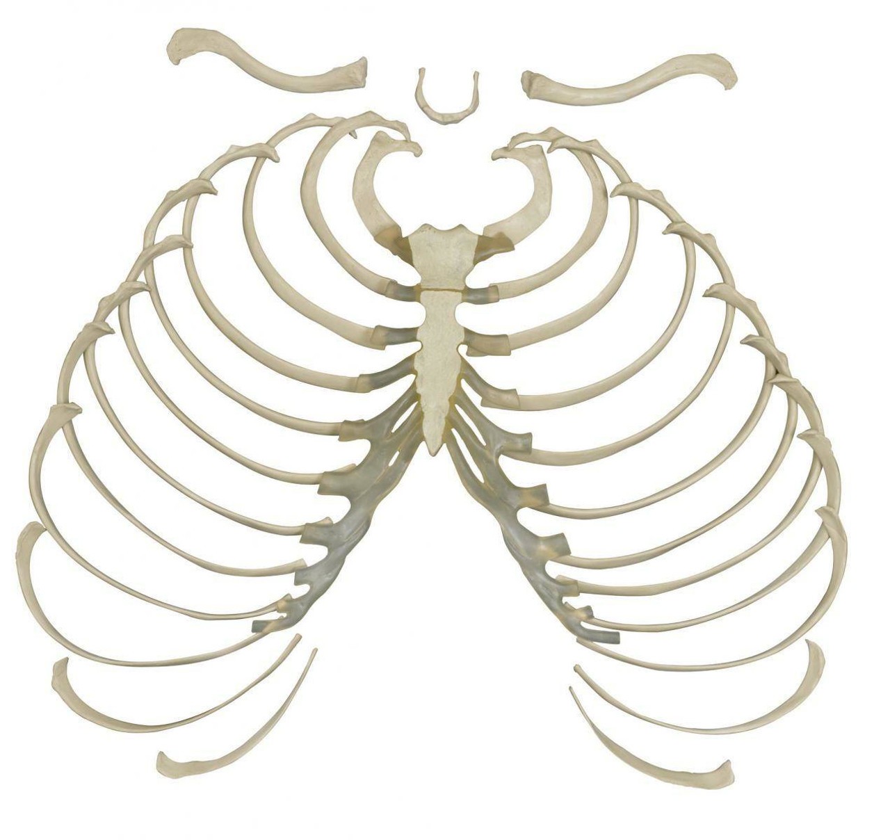 Rudiger Anatomie Premium Complete Disarticulated Female Skeleton