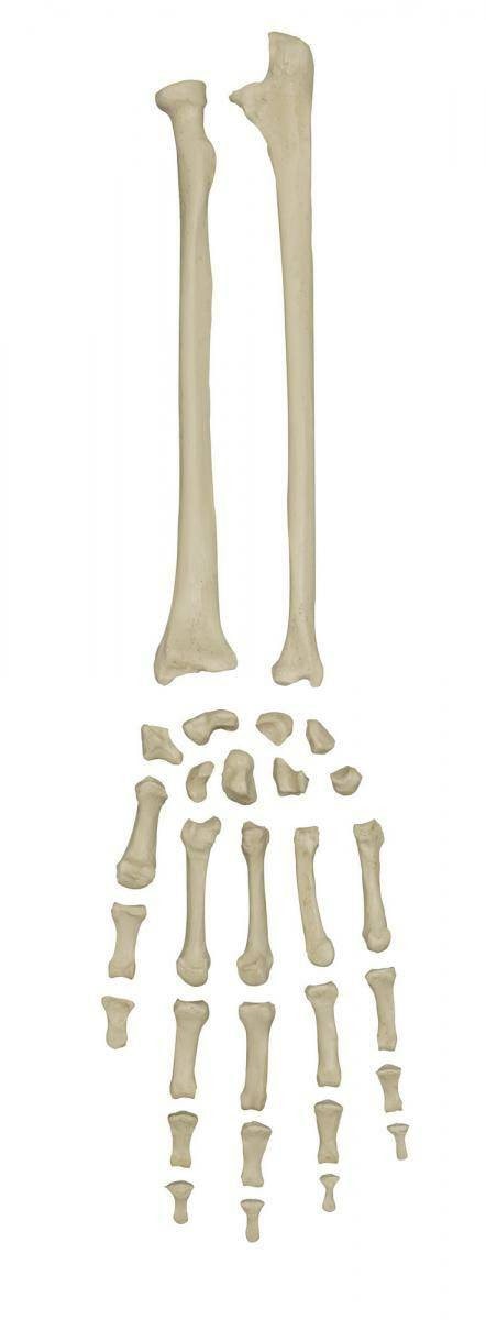 Rudiger Anatomie Premium Complete Disarticulated Skeleton with Female Pelvis