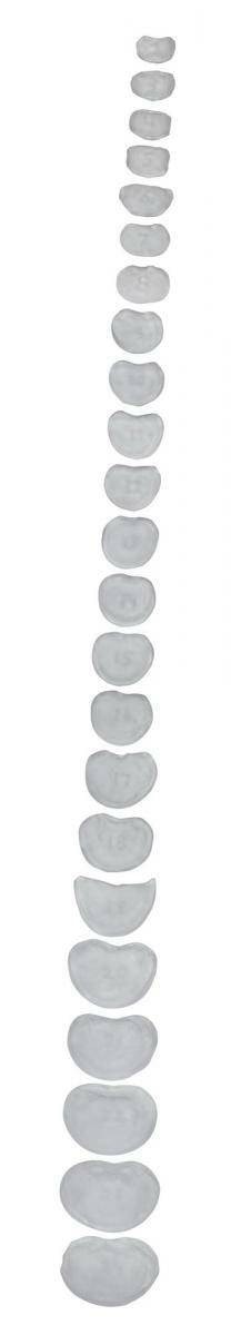 Rudiger Anatomie Premium Complete Disarticulated Skeleton with Female Pelvis