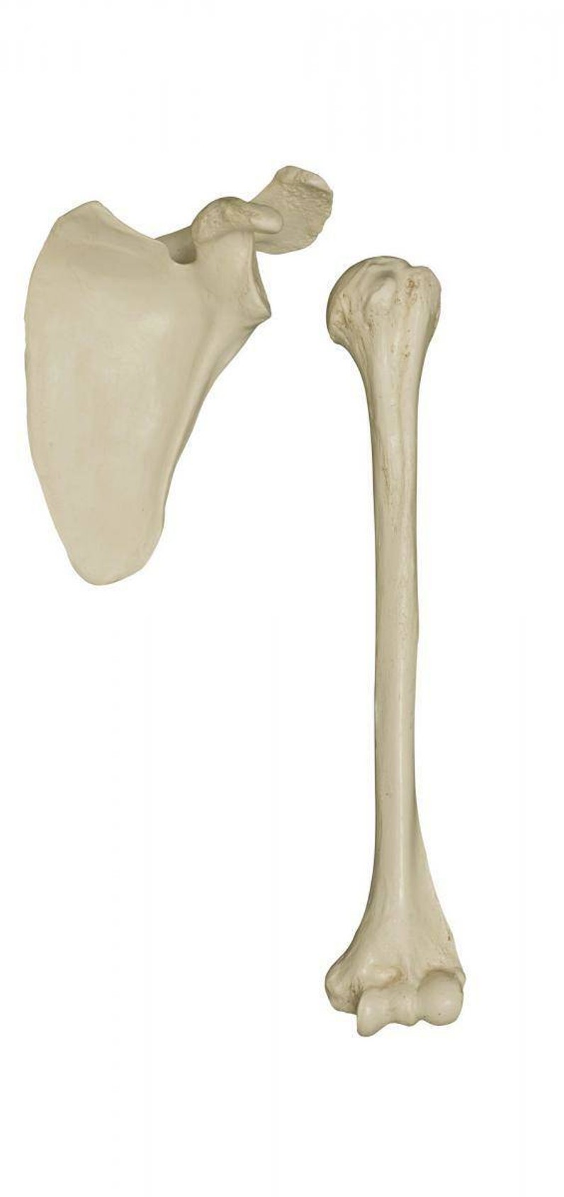 Rudiger Anatomie Premium Complete Disarticulated Female Skeleton