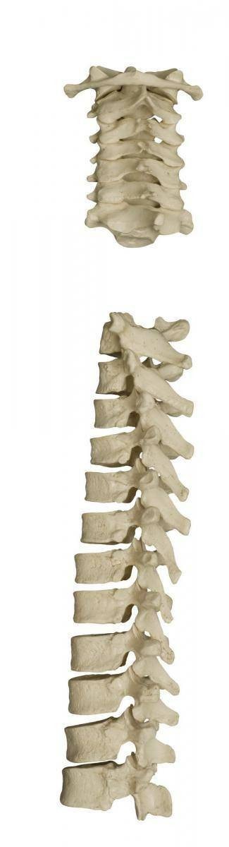 Rudiger Anatomie Premium Complete Disarticulated Female Skeleton