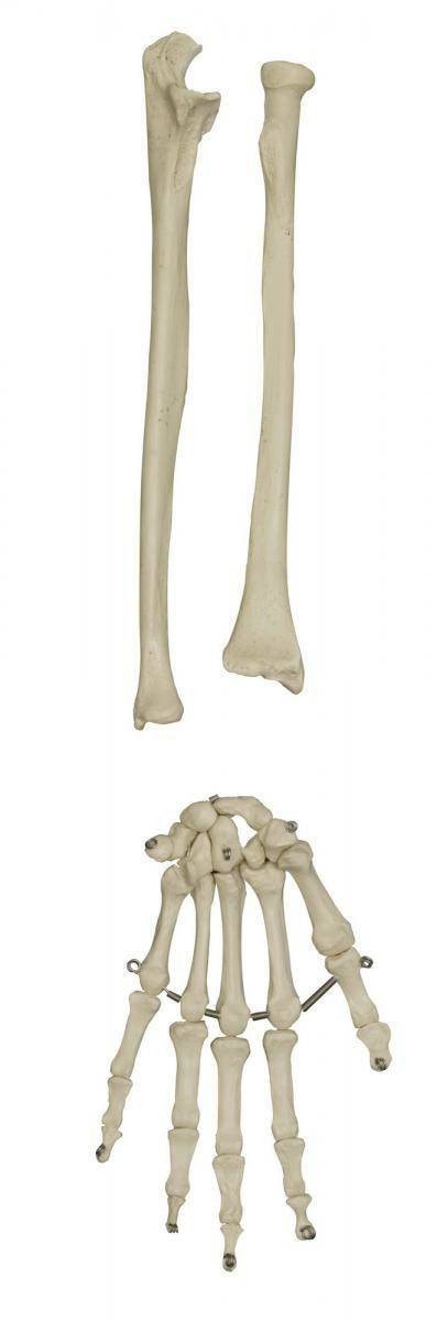 Rudiger Anatomie Premium Complete Disarticulated Skeleton with Female Pelvis