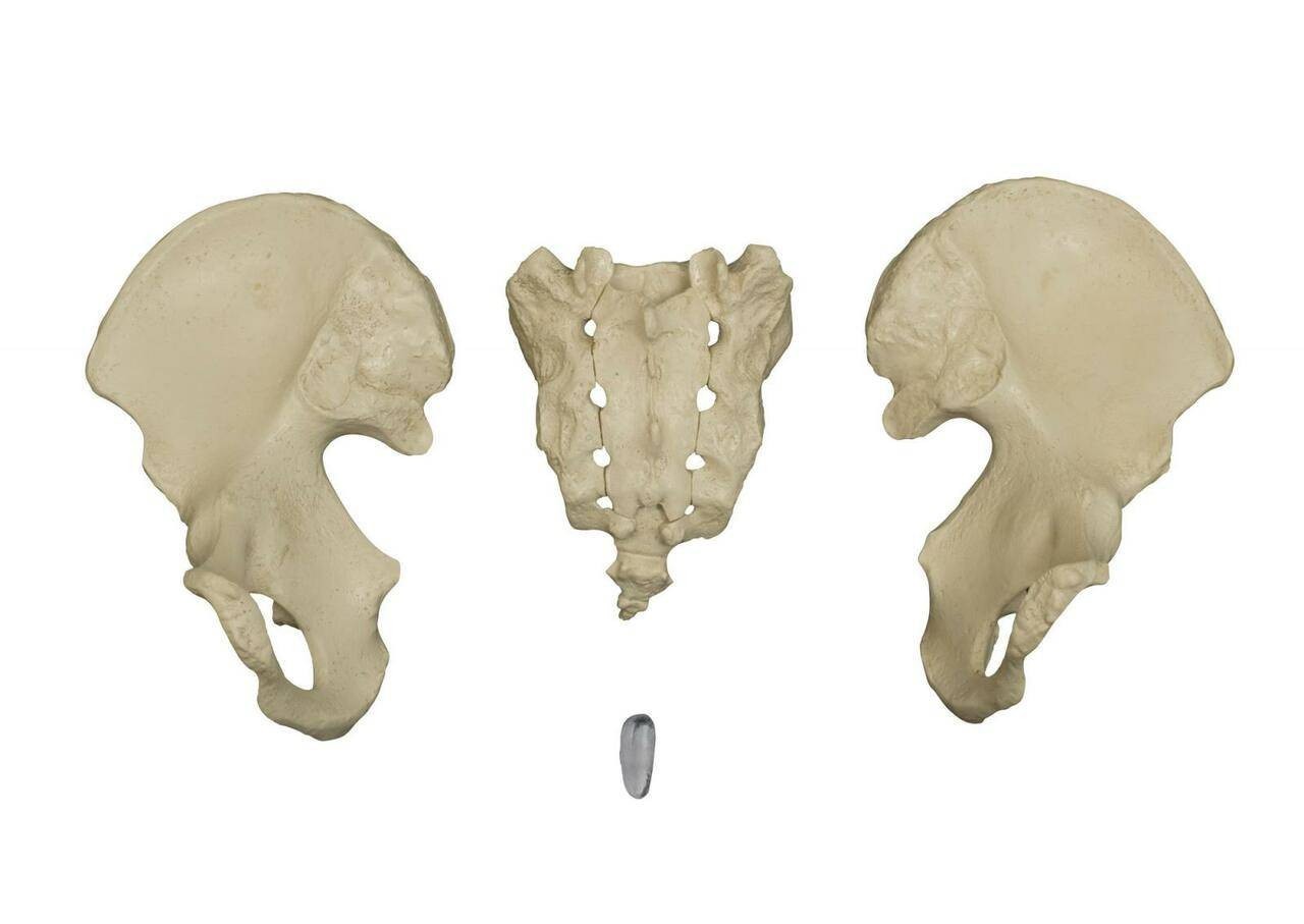 Rudiger Anatomie Premium Complete Disarticulated Female Skeleton