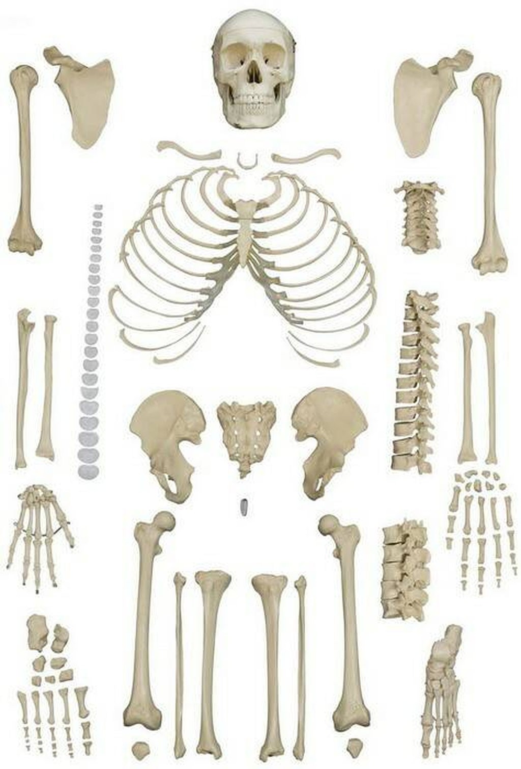 Rudiger Anatomie Premium Complete Disarticulated Skeleton with
