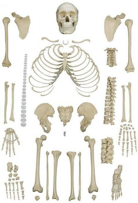 Rudiger Anatomie Premium Complete Disarticulated Skeleton with