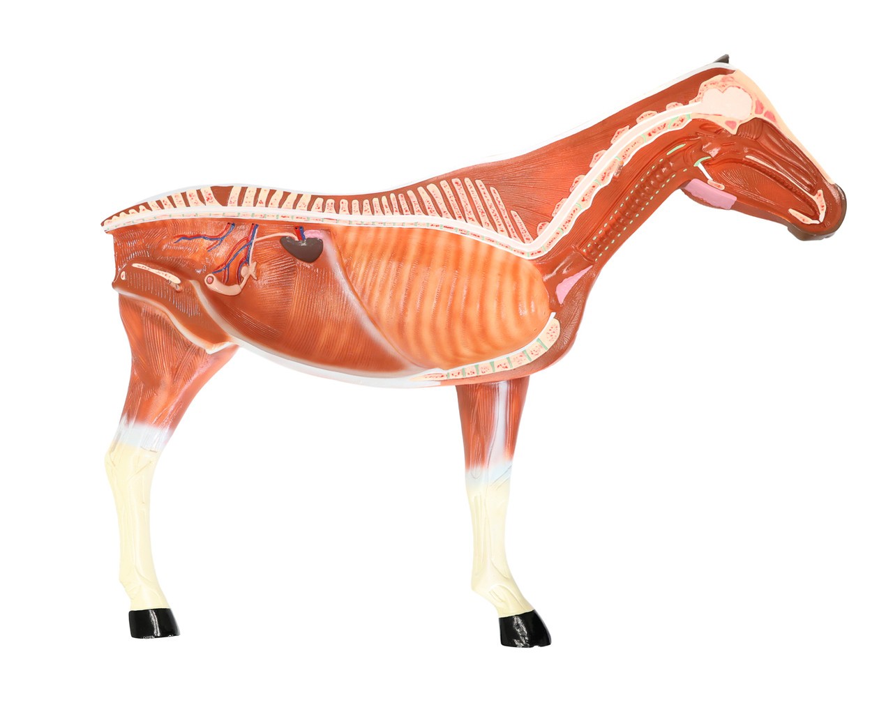 Anatomy Lab Domestic Horse (Equus caballus) Anatomy Model
