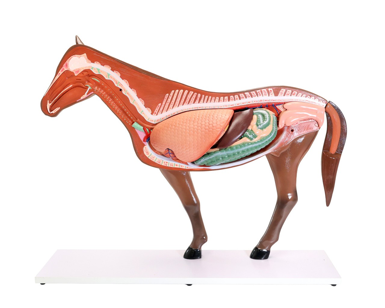 Anatomy Lab Domestic Horse (Equus caballus) Anatomy Model