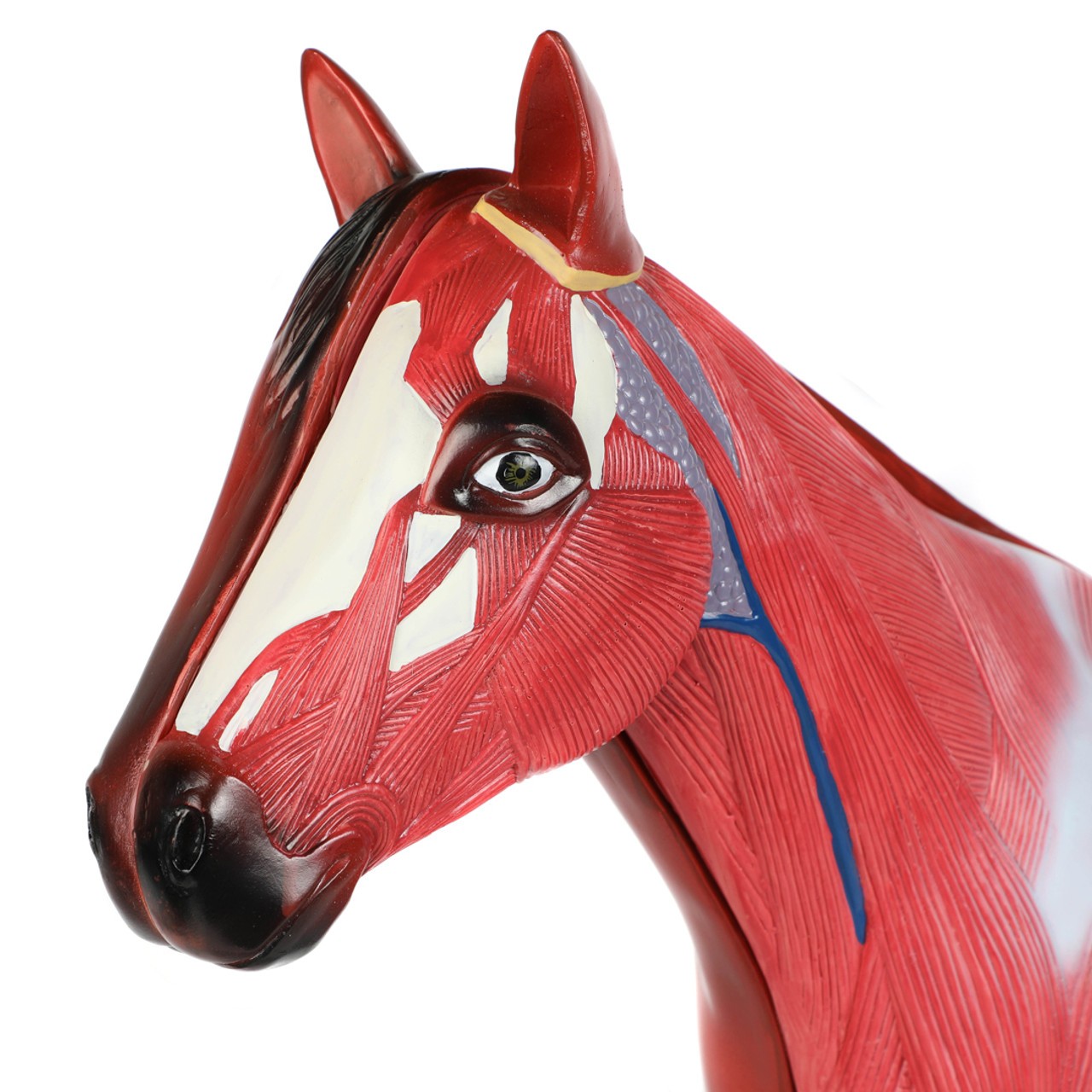 Anatomy Lab Domestic Horse (Equus caballus) Anatomy Model