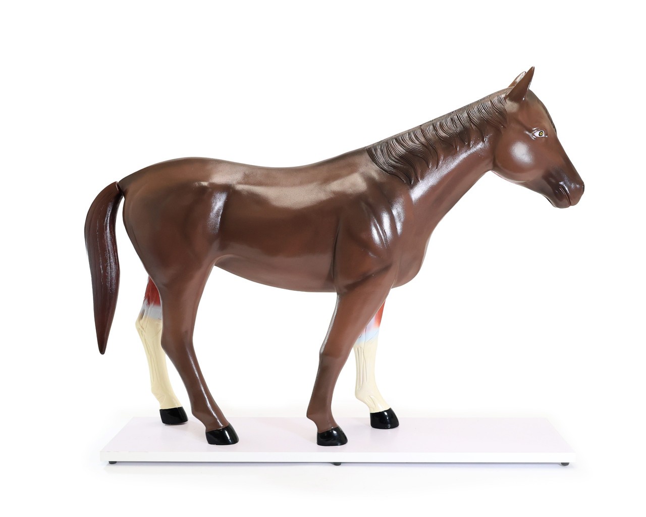 Anatomy Lab Domestic Horse (Equus caballus) Anatomy Model