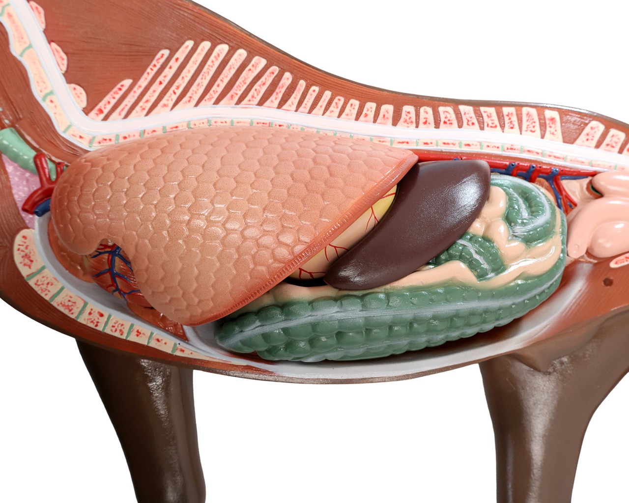 Anatomy Lab Domestic Horse (Equus caballus) Anatomy Model
