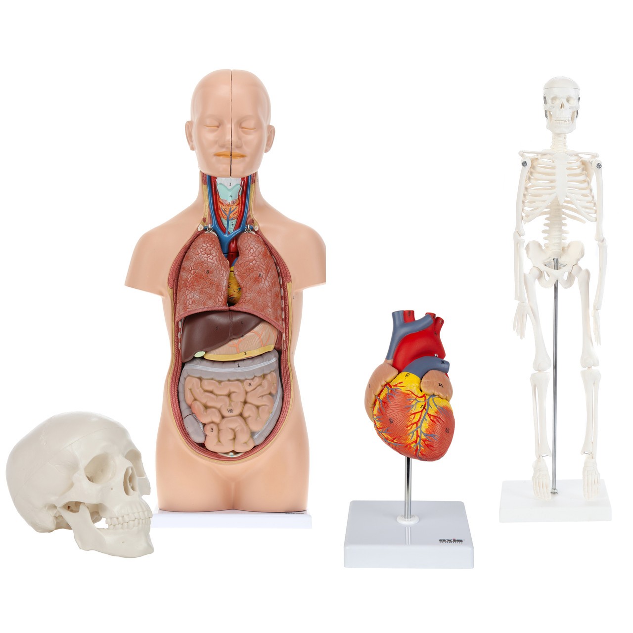 Anatomy Warehouse Introductory Anatomy Kit | Anatomy Warehouse