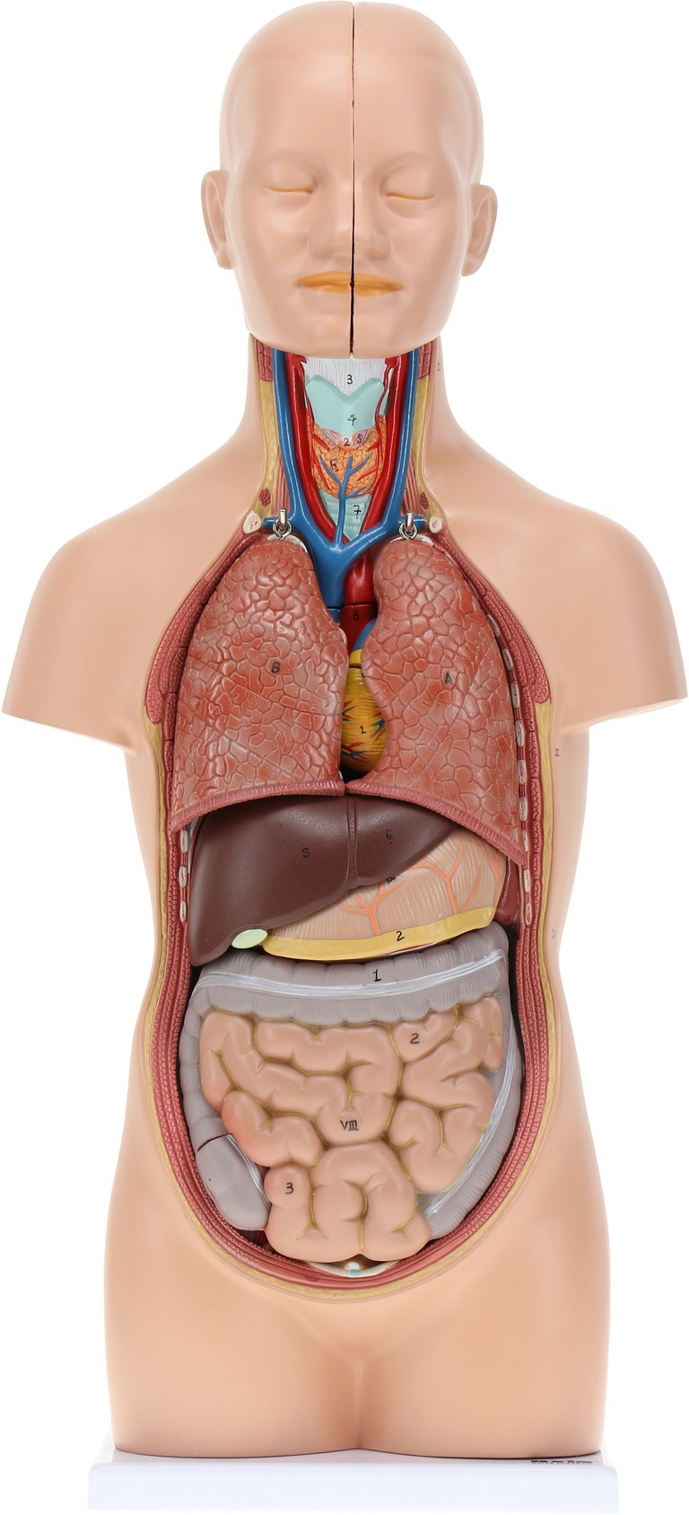 Introductory Anatomy Kit
