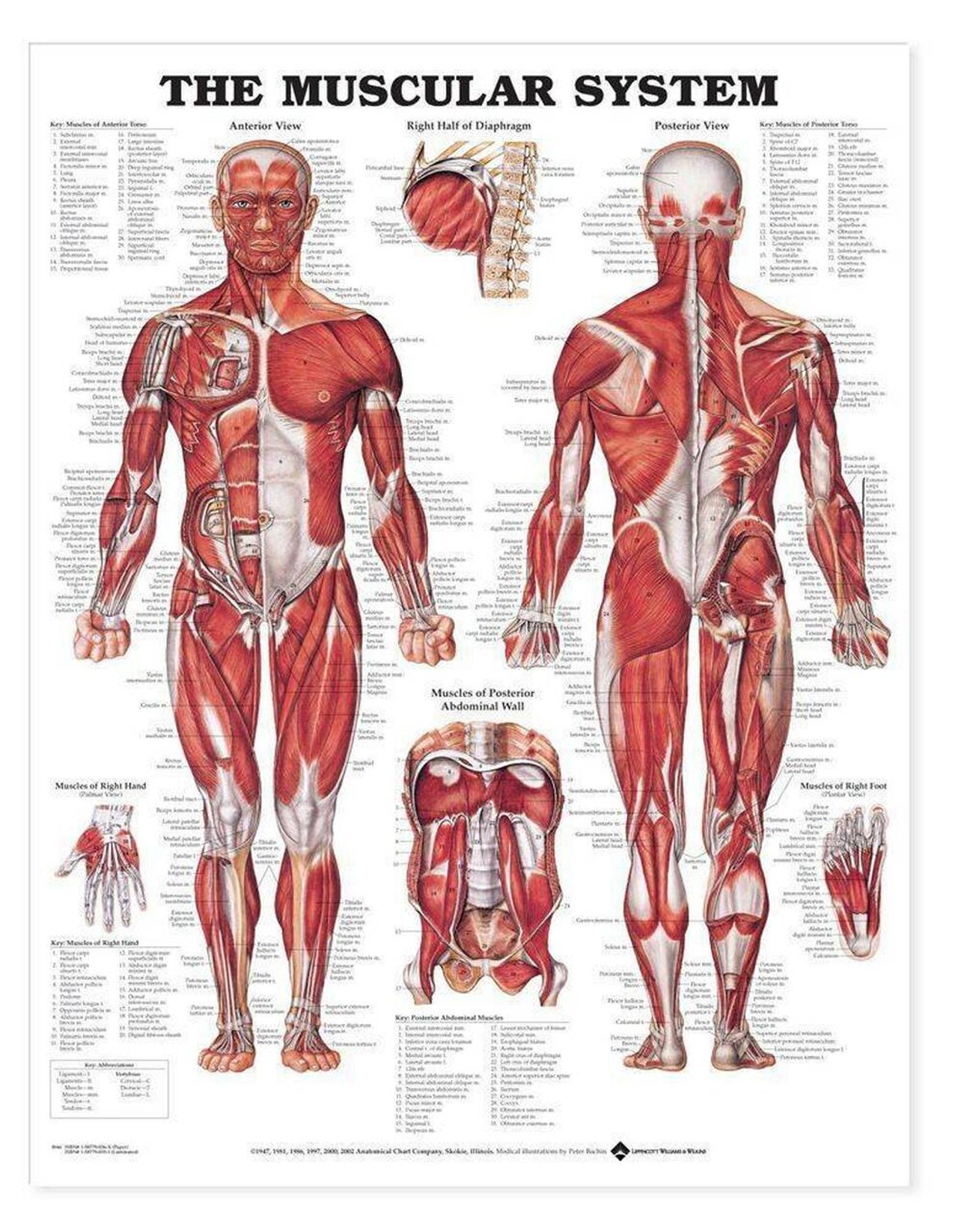 Introductory Anatomy Chart Set