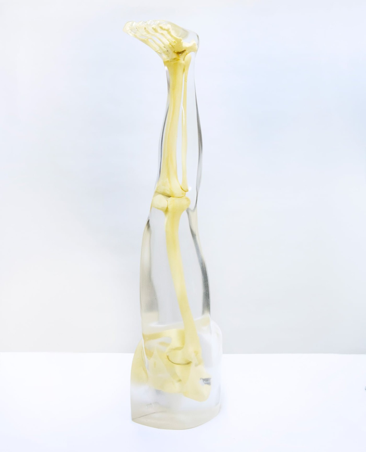 Anthropomorphic Complete Leg Phantom