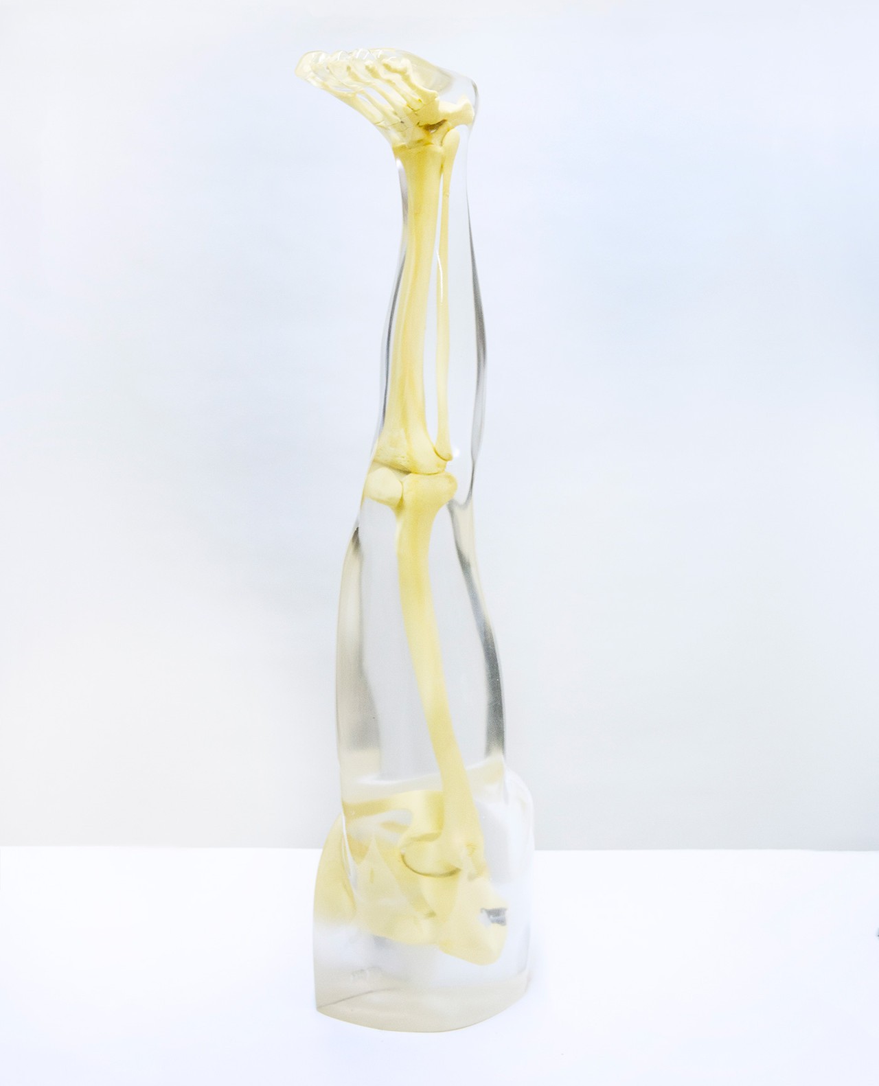 Anthropomorphic Complete Leg Phantom