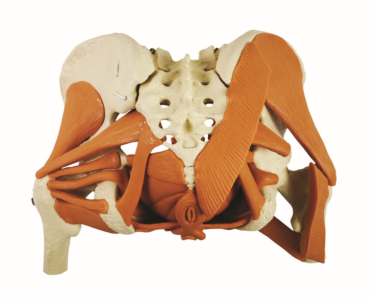 Rudiger Anatomie Premium Female Pelvic Floor with Gluteus Muscles Anatomy Model