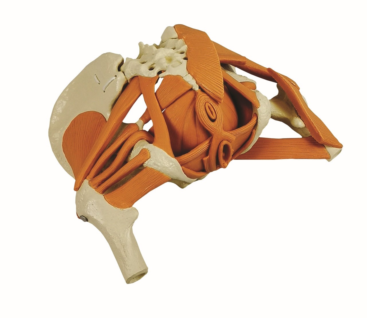 Rudiger Anatomie Premium Female Pelvic Floor with Gluteus Muscles Anatomy Model