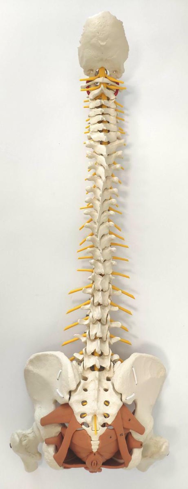 Rudiger Anatomie Premium Female Flexible Spine with Pelvic Floor Muscles Anatomy Model