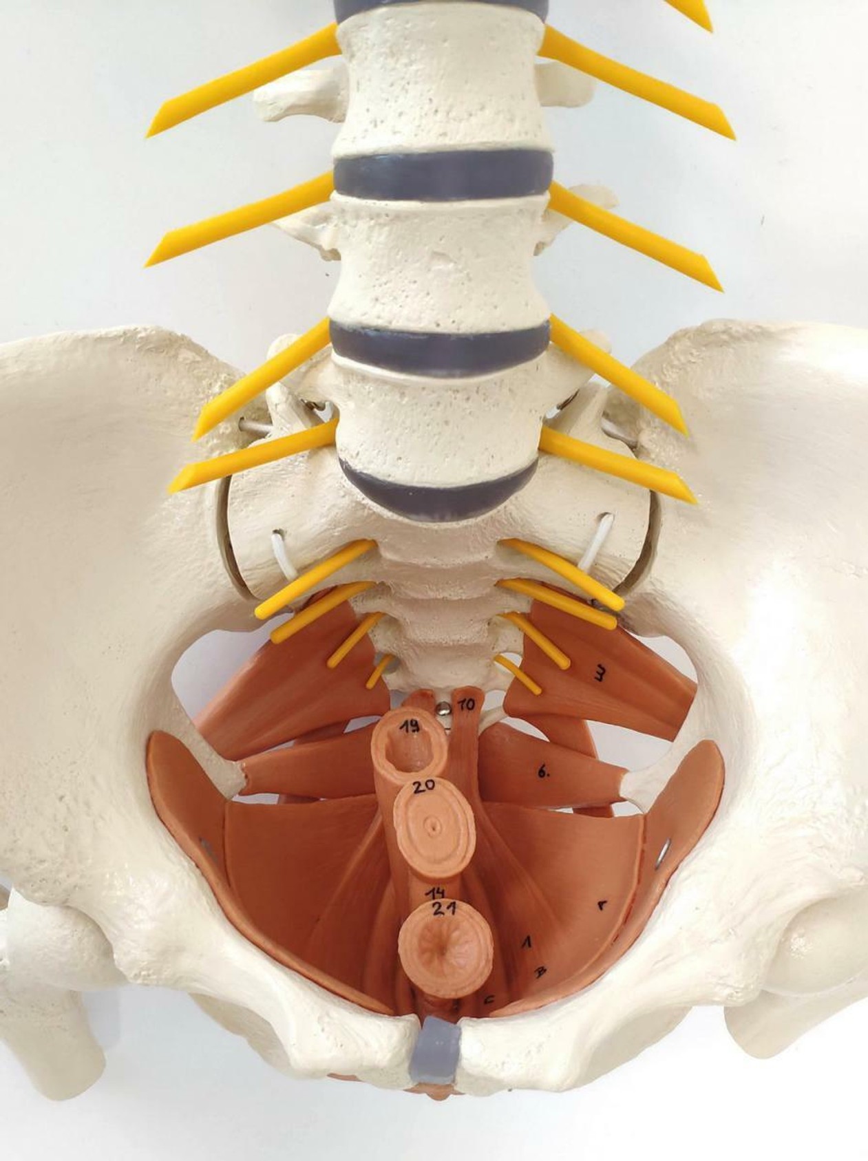 Rudiger Anatomie Premium Female Flexible Spine with Pelvic Floor Muscles Anatomy Model