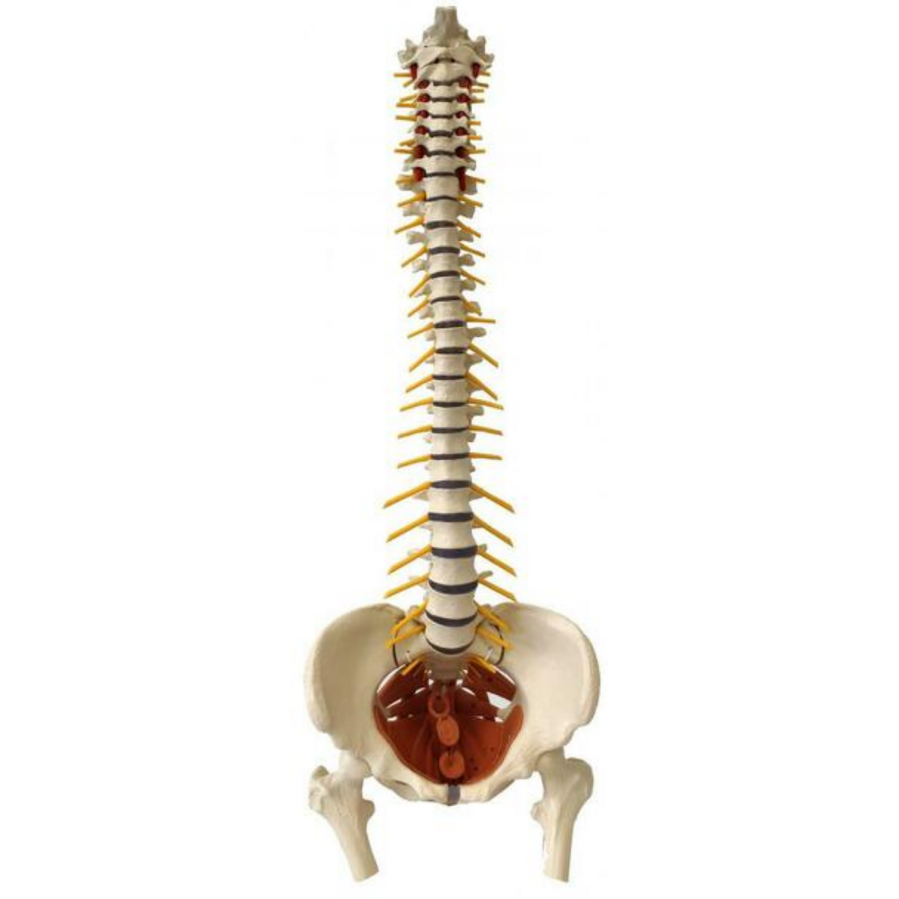 Rudiger Anatomie Premium Female Flexible Spine with Pelvic Floor Muscles Anatomy Model