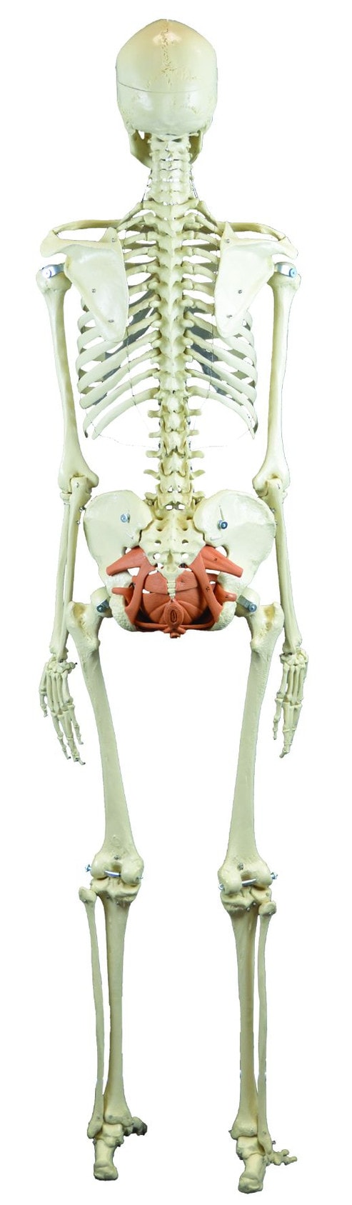 Rudiger Anatomie Premium Skeleton with Female Pelvic Floor Muscles