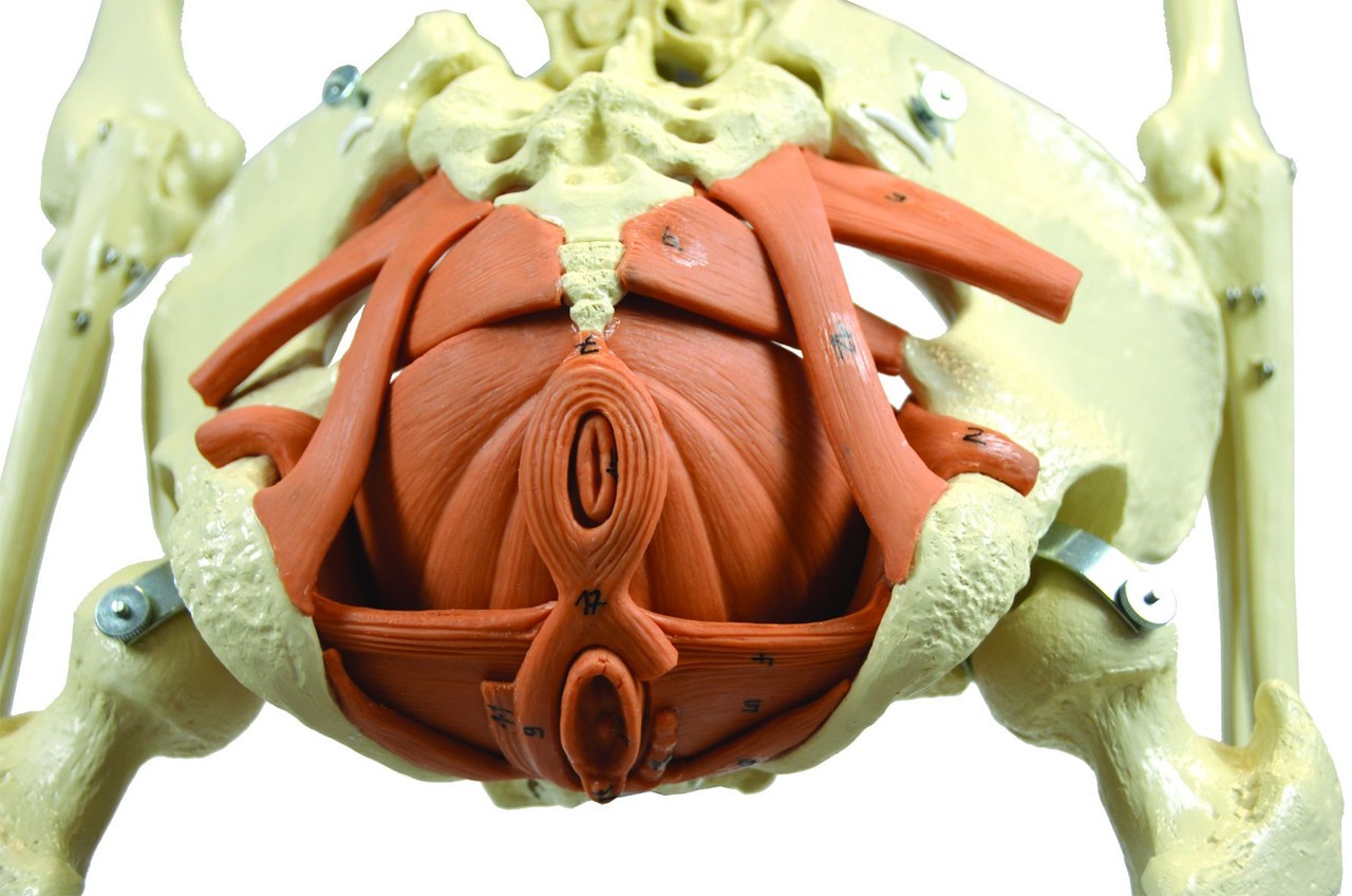 Rudiger Anatomie Premium Female Skeleton with Pelvic Floor Muscles