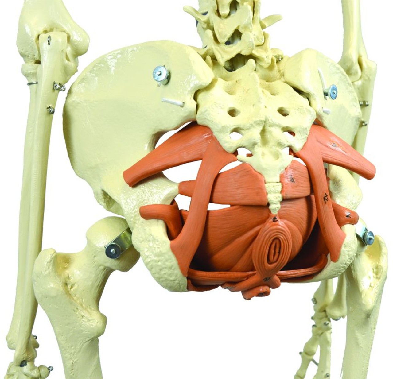 Rudiger Anatomie Premium Female Skeleton with Pelvic Floor Muscles
