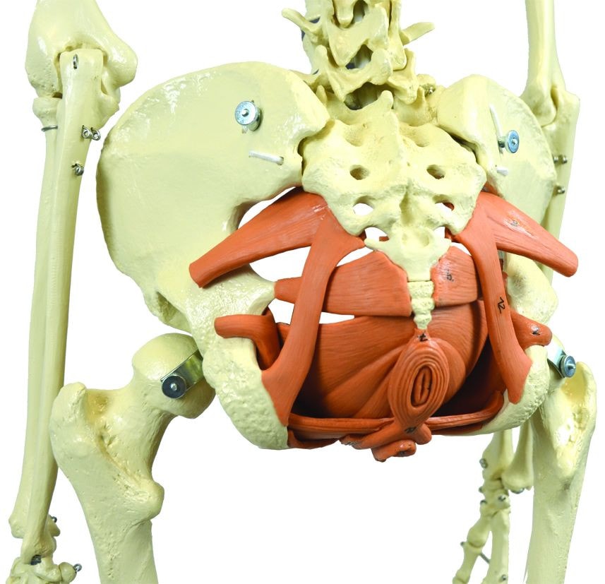Rudiger Anatomie Premium Skeleton with Female Pelvic Floor Muscles