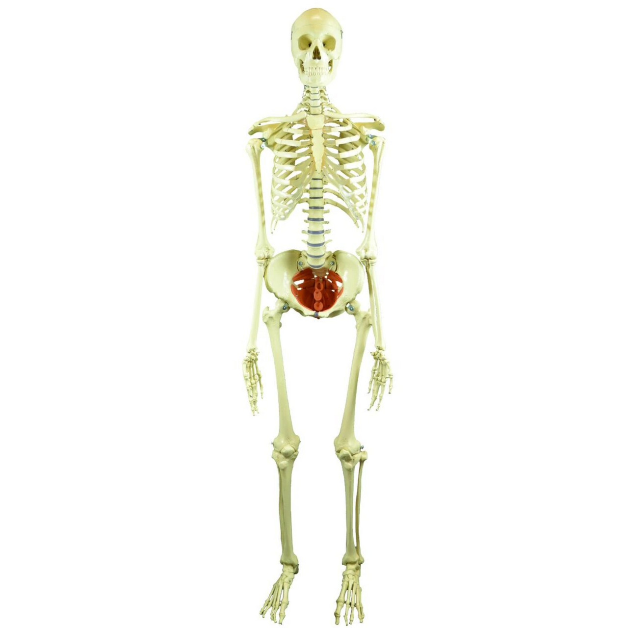 Rudiger Anatomie Premium Female Skeleton with Pelvic Floor Muscles