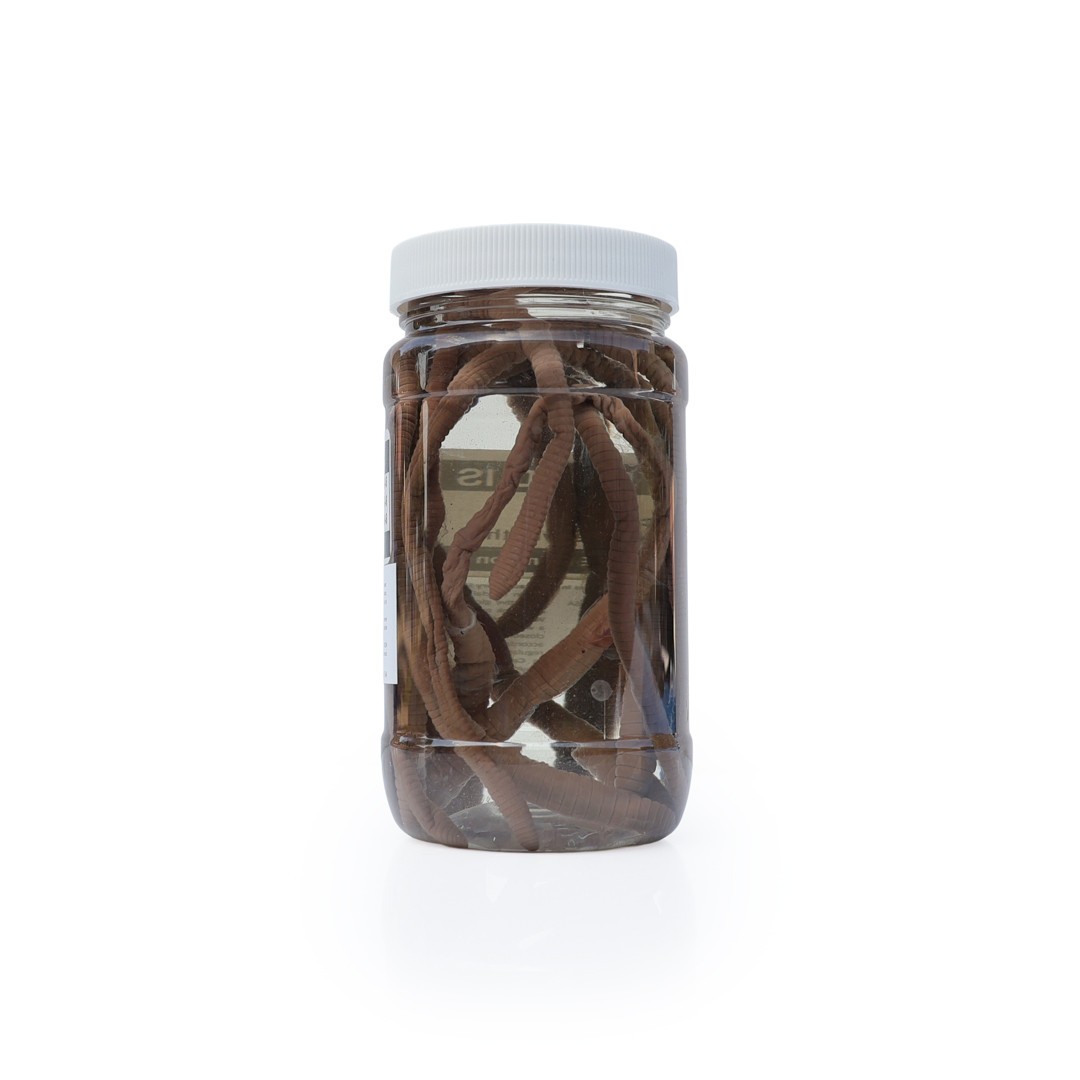 Anatomy Lab Earthworm Specimen, 8-10 Inches, Vacuum Packed, Preserved earthworm specimen for dissection