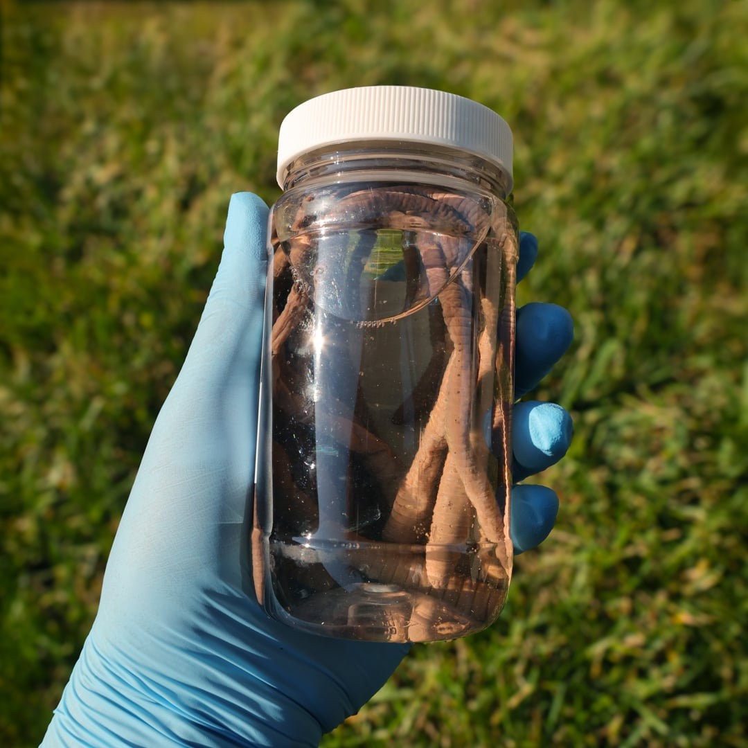 Anatomy Lab Earthworm Specimen, 8-10 Inches, Vacuum Packed, Preserved earthworm specimen for dissection